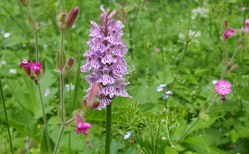 Se connaître grâce à la florithérapie