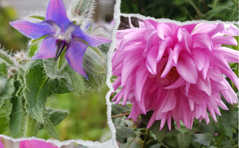 thérapie florale